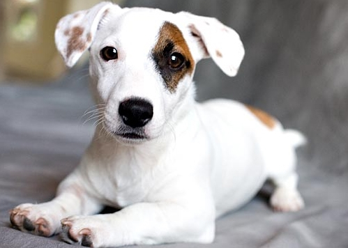 russell terrier puppies for sale near me